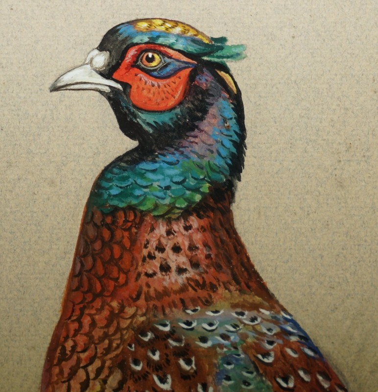 VINTAGE M SHERMORNE SIGNED ORNITHOLOGY WATERCOLOUR PAINTING OF A PHEASANT BIRD gallery