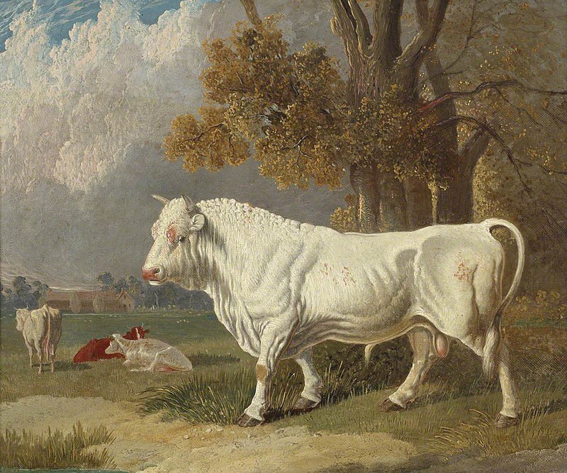 Oil Painting Repro John Frederick Herring, Sr A White Bull, Fulbourn, Cambridge