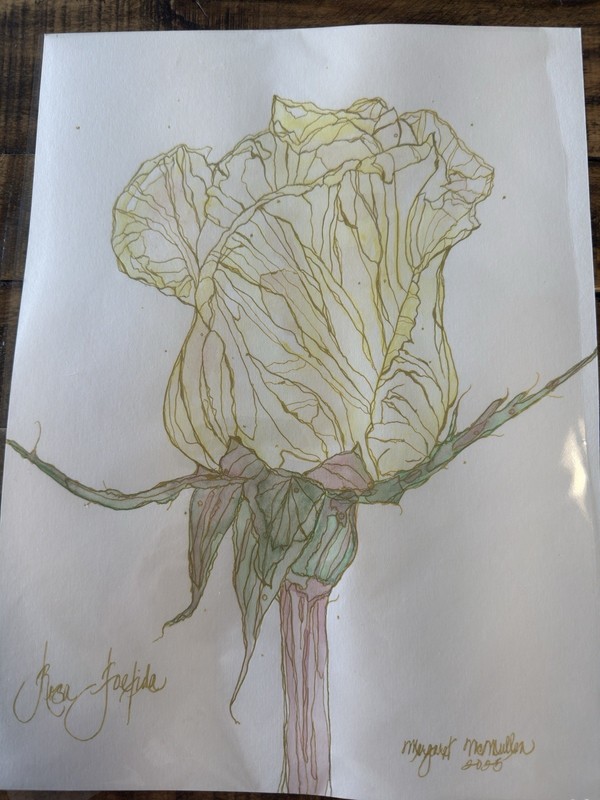 Original Watercolor Rose ‘Joetida’ Botanical Art GoldOutlined Elegant Bloom 9×12
