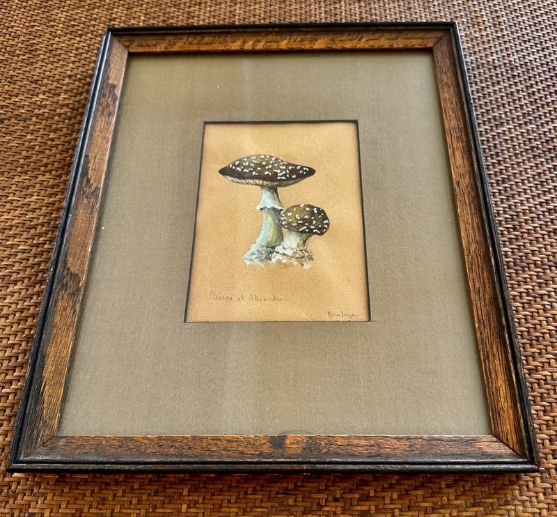 ANTIQUE FRENCH FRAMED WATER COLOR MUSHROOMS ENTOLOMA Amanita Pantherina