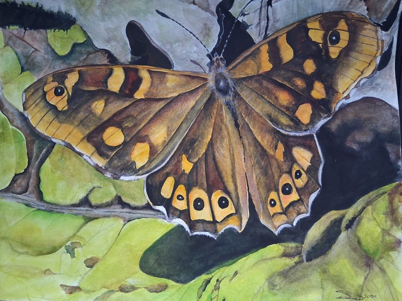 Seilonen, Original Watercolor Painting of Speckled Wood Butterfly, 11 in x 14in