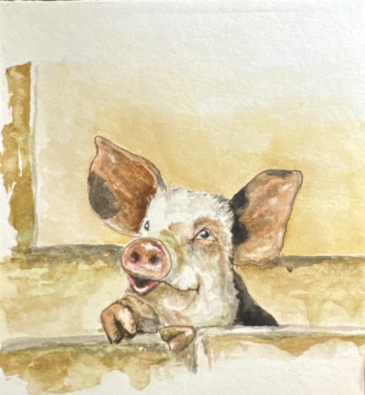 Little Black And White Spotted Pig Painting Watercolor Origional