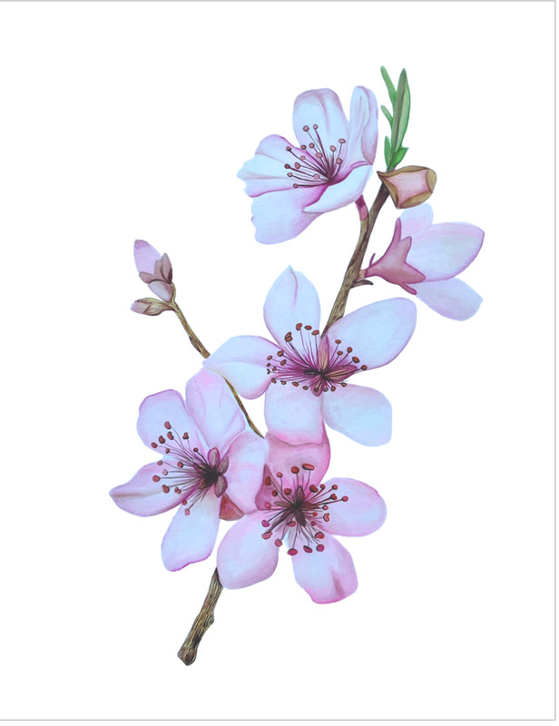 ACEO Edition – Print. Sawyer Crane Pink Cherry Blossom Tree Branch Japan Floral