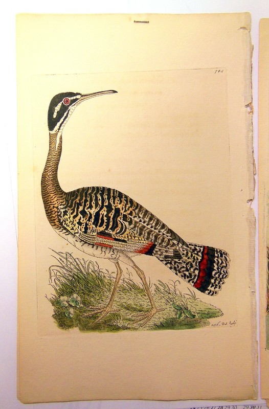 F.P. Nodder, 1796 London Rare Collection of 4 BEAUTIFUL Hand Colored Art Prints gallery