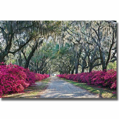 Azaleas Bonaventure Savannah by Hiers Gallery-Wrapped Canvas Art (24 in x 36 in)
