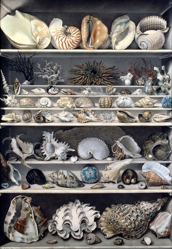 All kinds of shellfish display cabinet Oil painting HD printed on canvas L1851