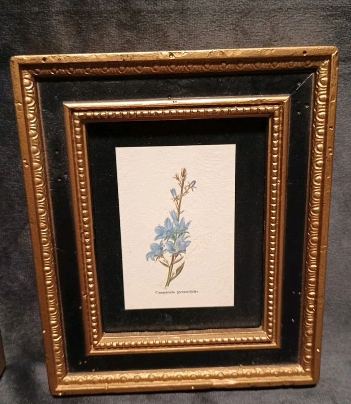 Miniature 5 X 6" Floral/Botanical Paintings In Black & Gold Frame BURWOOD VTG gallery