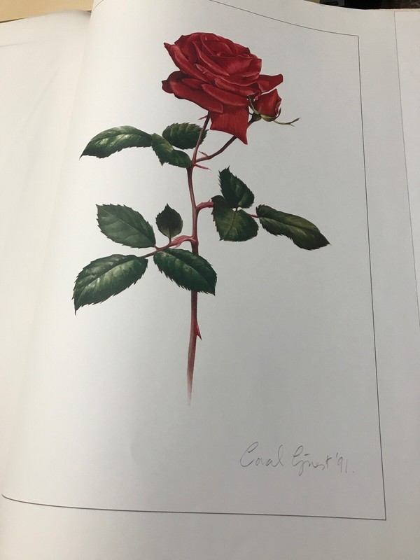 Royal Roses Queen Mary's Garden 10 Watercolors by Coral Guest Victoria’s Secret gallery