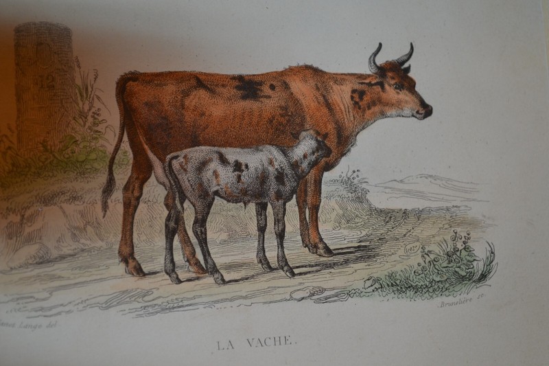 ORIGINAL H/C ENGRAVING, overall size 11 1/2×9 1/2 , French Cow, Nice FRAME(53)