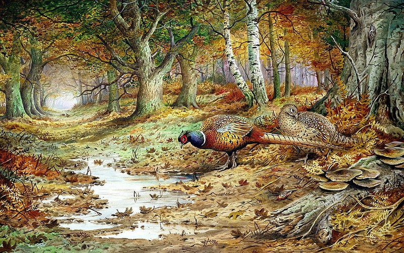 Oil painting wild animals birds Pheasant ring-necked pheasant Hand painted art