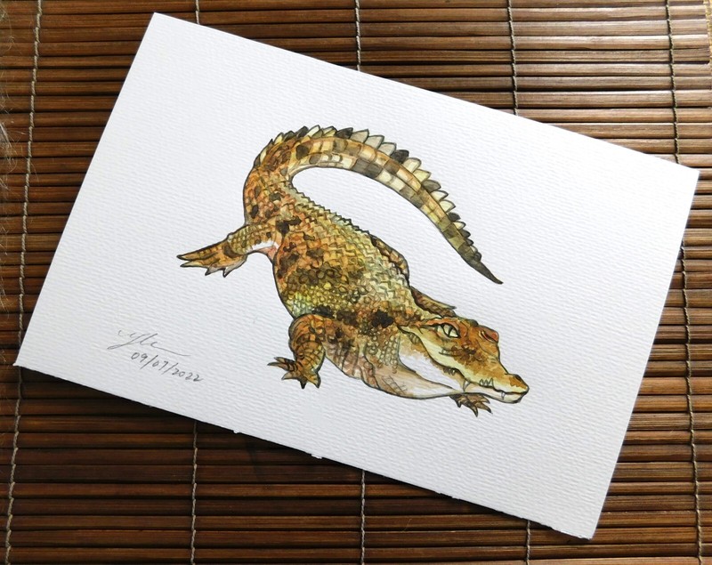 Original Watercolor Painting " Crocodile " by Patricia gallery