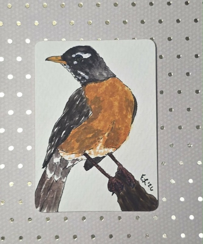 ACEO Original Gouache Painting American Robin by Emily