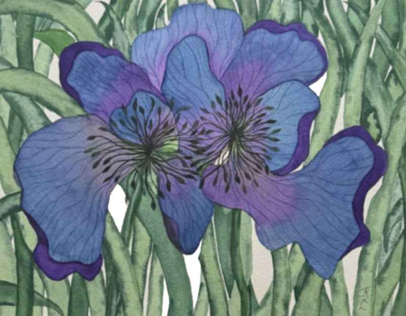 PAINTING WATERCOLOR FLOWER WILDFLOWER BLUE PURPLE GREEN 11X14 AND MAT 16X20 ART