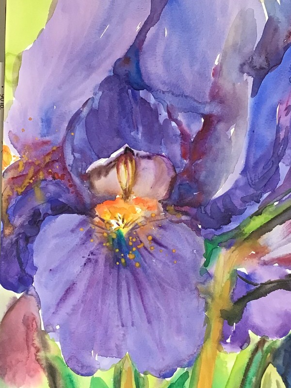 PURPLE IRIS .Original Watercolor Painting gallery