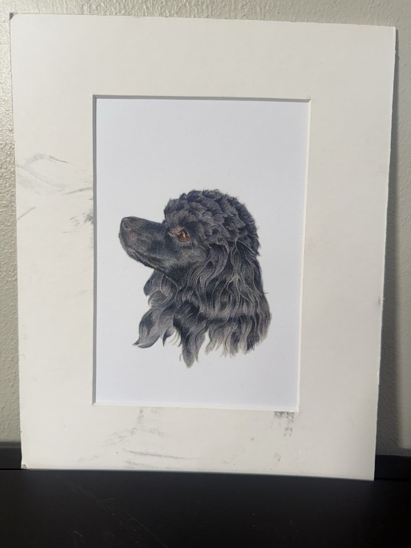 Rebecca Rhodes Watercolor Poodle 10 X 8″ Framed Portrait Black Artist